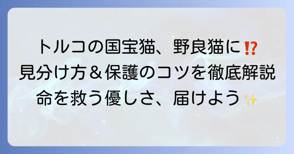 ターキッシュアンゴラの野良猫を見つけたら？特徴と保護の進め方を徹底解説