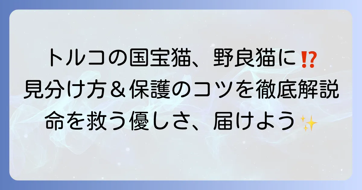 ターキッシュアンゴラの野良猫を見つけたら?特徴と保護の進め方を徹底解説