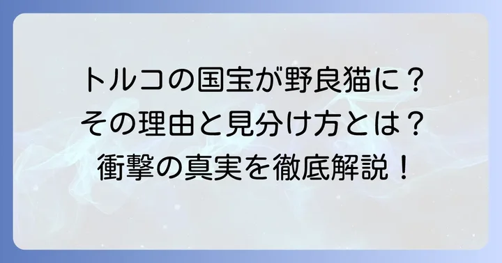 ターキッシュアンゴラ野良猫の希少性と出会う可能性
