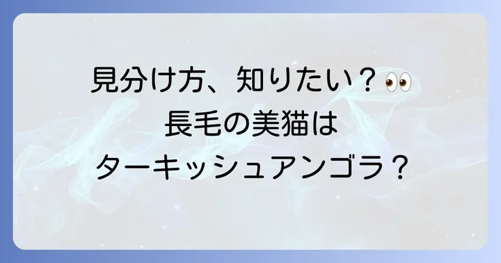 野良のターキッシュアンゴラを見分けるコツ
