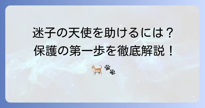 ターキッシュアンゴラ野良猫を保護する進め方