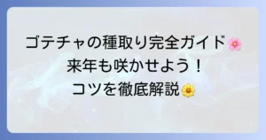 ゴテチャ種の取り方と保存方法！来年も美しい花を咲かせるコツ