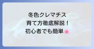 クレマチス冬色のメロディの育て方：徹底解説！冬に咲く魅力と管理のコツ