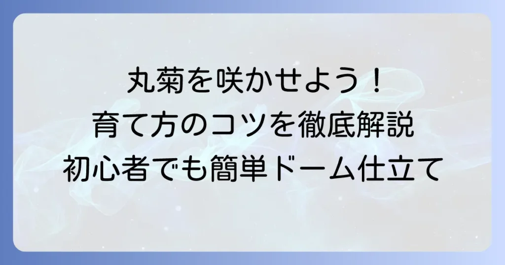 丸くなる菊の育て方徹底解説！美しいドーム仕立てで庭を彩る