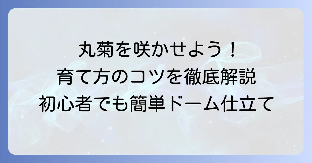 丸くなる菊の育て方徹底解説!美しいドーム仕立てで庭を彩る