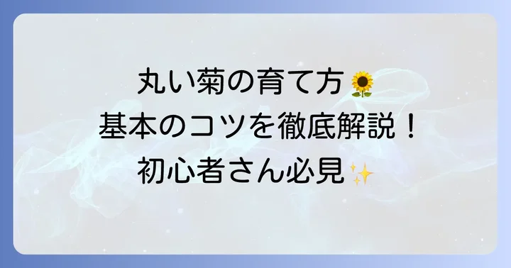 丸い菊を育てる基本のコツ