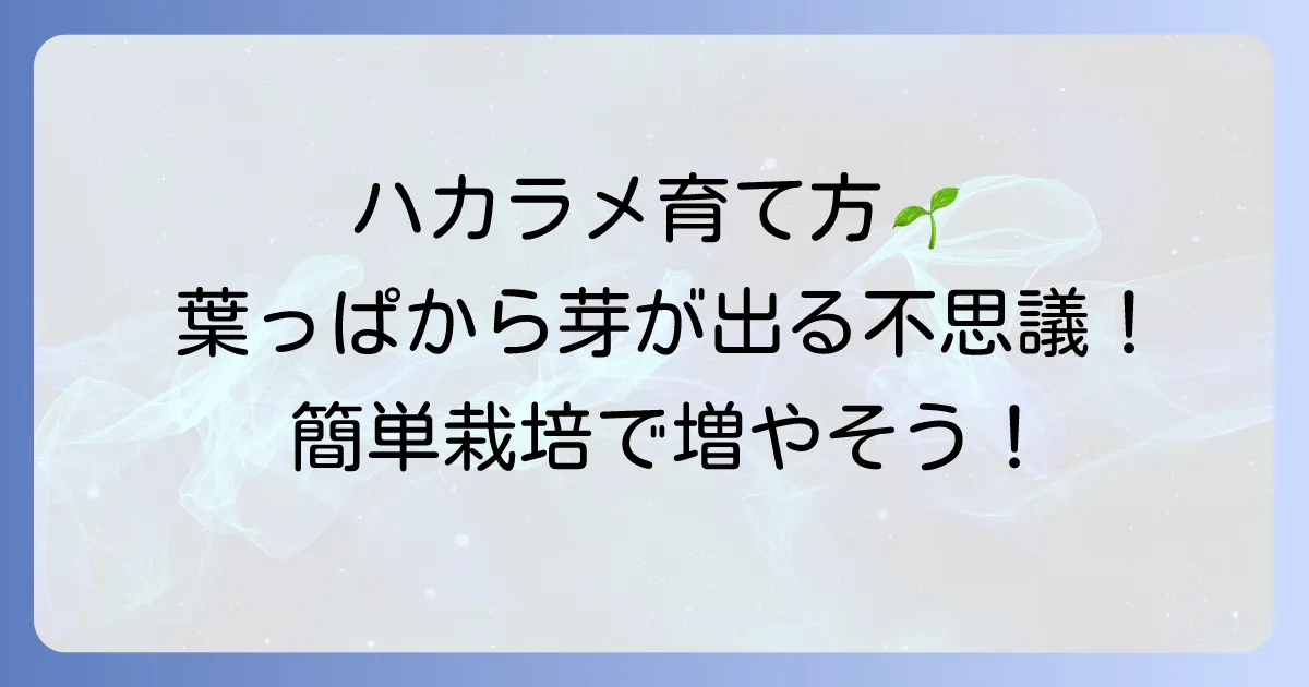 ハカラメの育て方と増やし方！葉っぱから芽が出る不思議な植物の栽培方法