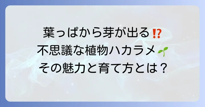 ハカラメとは？葉っぱから芽が出る不思議な植物の魅力と特徴