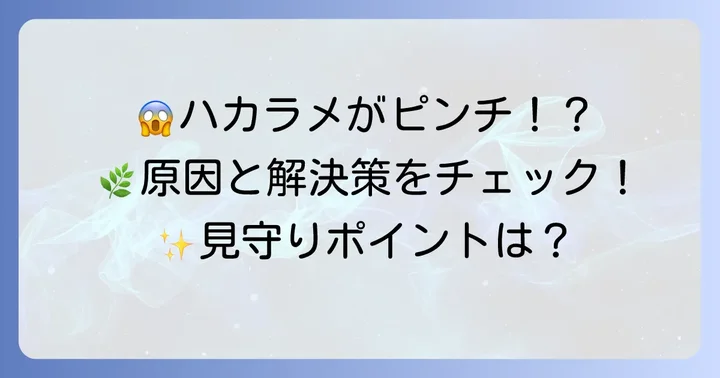 ハカラメが枯れる？よくあるトラブルとその解決策