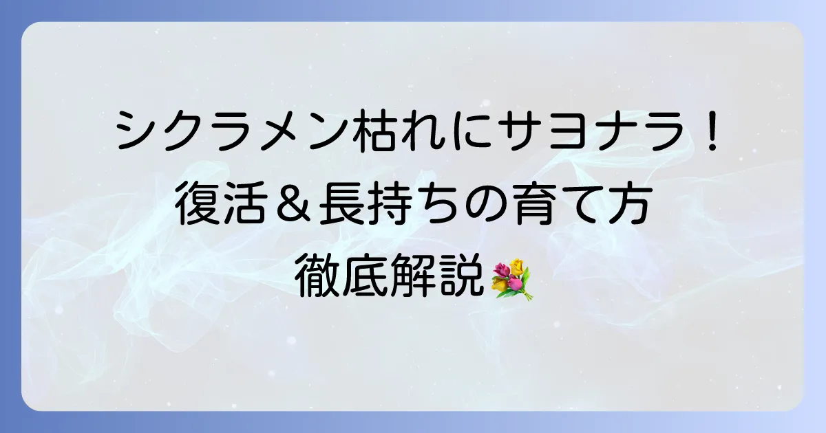 シクラメン寄せ植えが枯れる原因と復活方法！長持ちさせる育て方を徹底解説