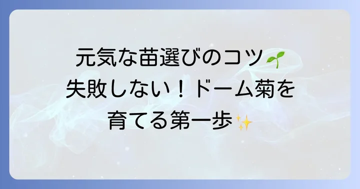 ドーム菊栽培の準備と苗選び