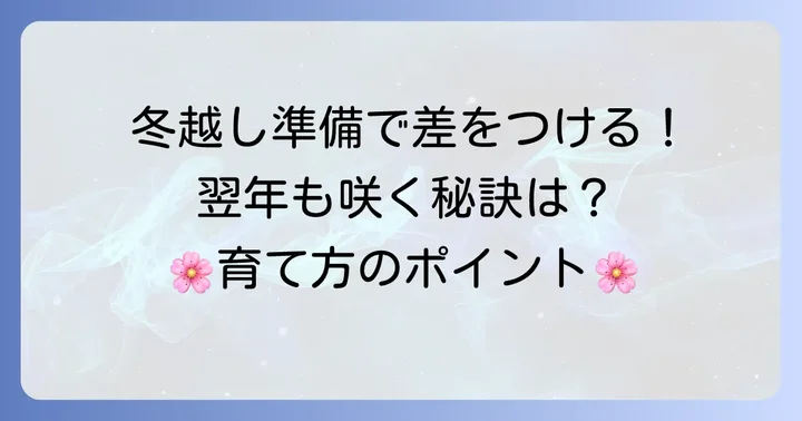 ドーム菊の冬越しと翌年の準備