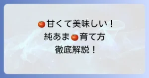 サントリー純あまの育て方：甘くて美味しいミニトマト栽培のコツ徹底解説