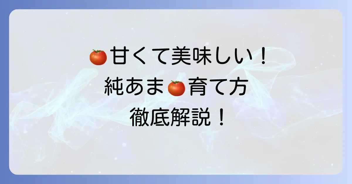 サントリー純あまの育て方：甘くて美味しいミニトマト栽培のコツ徹底解説